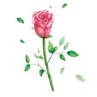 玫瑰花一支快盛开的红色玫瑰花玫 玫瑰花一支快盛开的红色玫瑰花玫