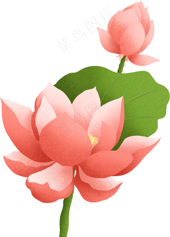 夏日手绘粉色荷花盛开(2000X2000(DPI:300))psd模版下载