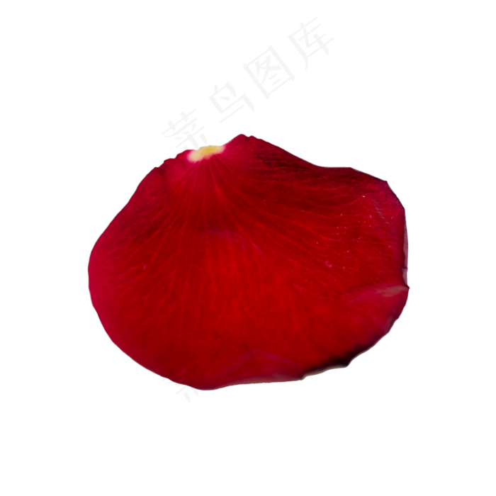红玫瑰花瓣