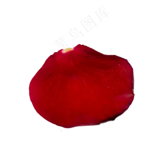 红玫瑰花瓣