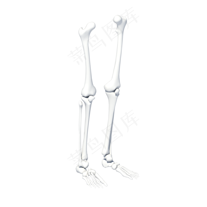 人体下肢骨骼模型,免抠元素(3000X3000(DPI:72))psd模版下载