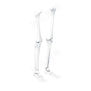 人体下肢骨骼模型,免抠元素