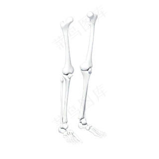 人体下肢骨骼模型,免抠元素