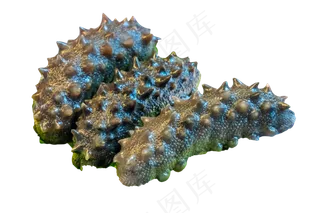 食材海参,免抠元素