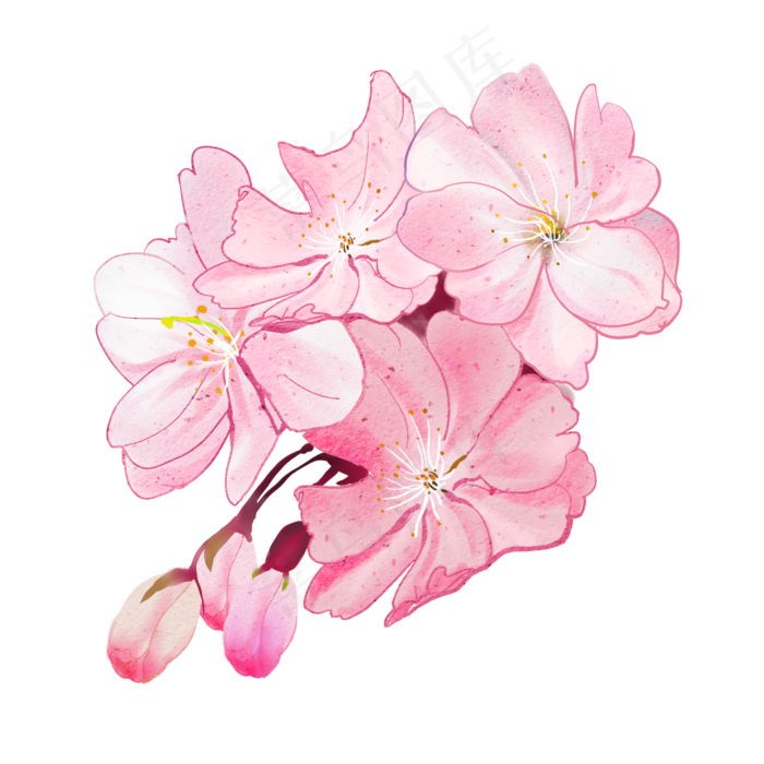 春天樱花装饰插画,免抠元素