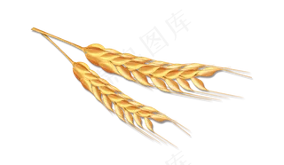 丰收稻穗农作物免扣,免抠元素