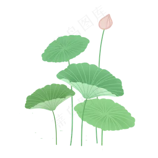 小清新中国风荷叶荷花