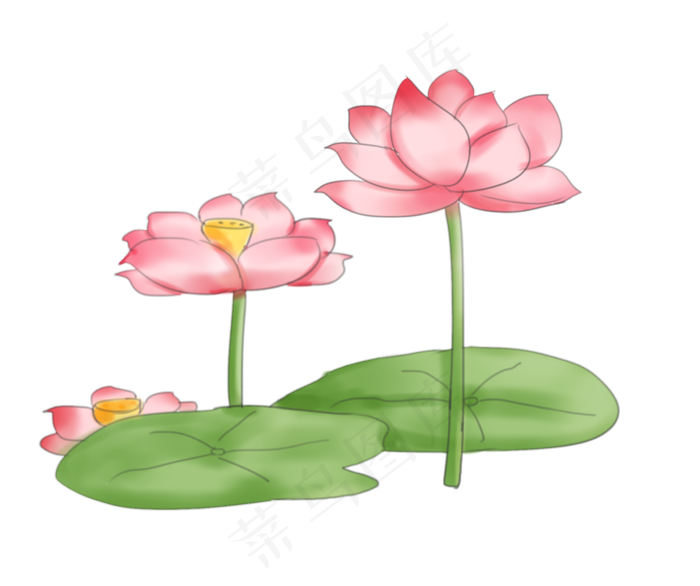 荷花莲花花朵