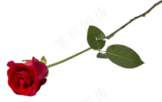 一枝红玫瑰