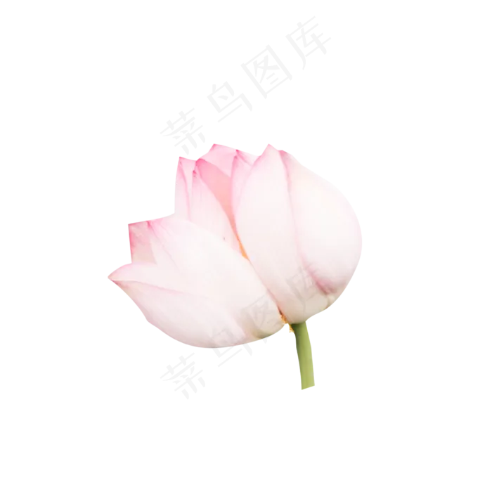粉色的荷花(2000X2000(DPI:300))