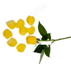 黄玫瑰和花瓣