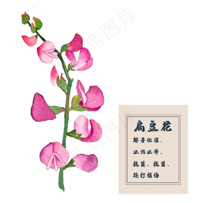 花类中草药扁豆花春夏花卉(2500X2500(DPI:300))psd模版下载