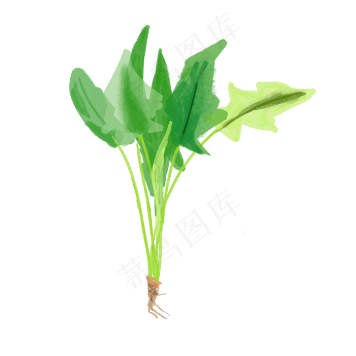 水彩小清新蔬菜水果菠菜