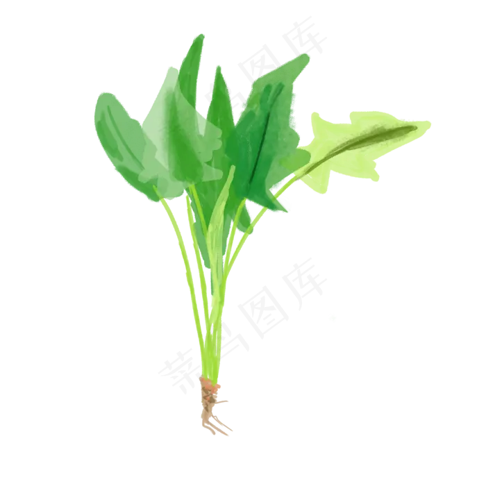 水彩小清新蔬菜水果菠菜(2000X2000(DPI:300))psd模版下载