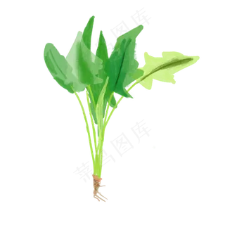 水彩小清新蔬菜水果菠菜