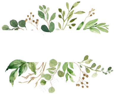 手绘植物 手绘植物