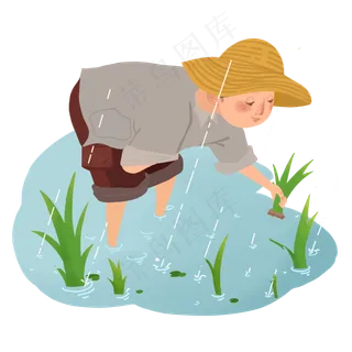 谷雨插秧的小男孩