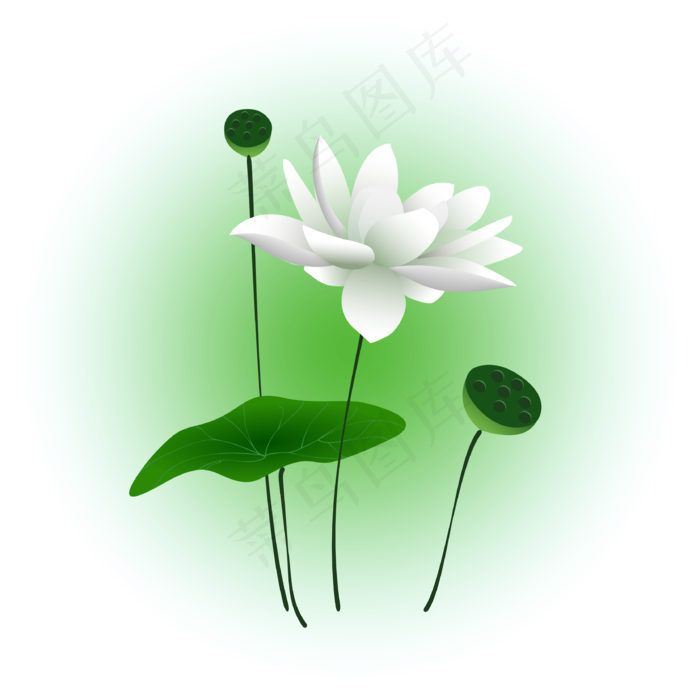 夏日荷花清新精美