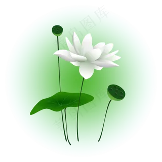 夏日荷花清新精美