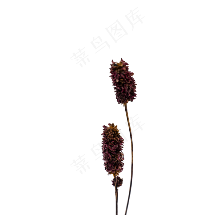 紫色干花毛毛虫花(2000*2000px 300 dpi )