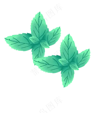 绿色的薄荷