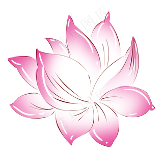 植物粉红色荷花