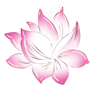 植物粉红色荷花