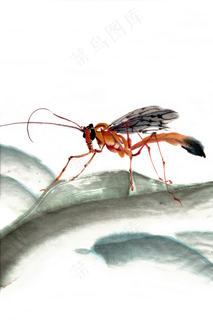 手绘昆虫水墨画特写PNG免抠素材