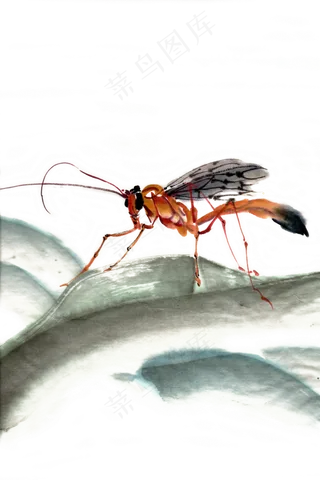 手绘昆虫水墨画特写PNG免抠素材