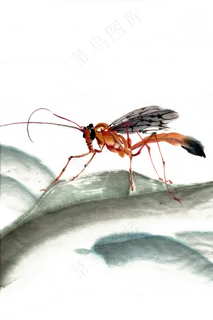 手绘昆虫水墨画特写PNG免抠素材 手绘昆虫水墨画特写PNG免抠素材
