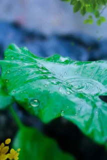 大暑小暑节气清新树叶 大暑小暑节气清新树叶
