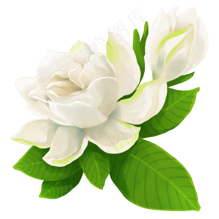 白花栀子花(2000X2000(DPI:300))psd模版下载