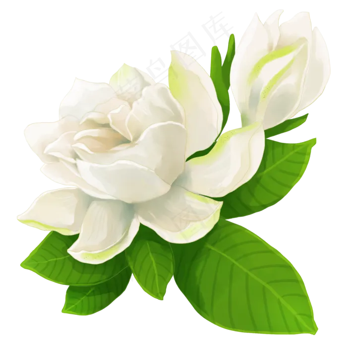 白花栀子花(2000X2000(DPI:300))psd模版下载