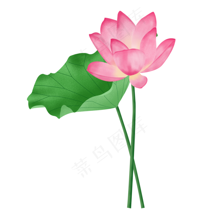 手绘噪点鲜花荷花荷叶植物小插画