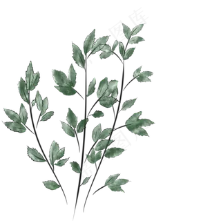 端午节节日艾草植物