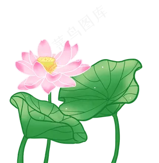 粉色荷花装饰