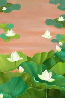 夏日池塘中荷与白莲花