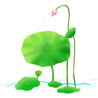 夏日荷花绿色植物手绘