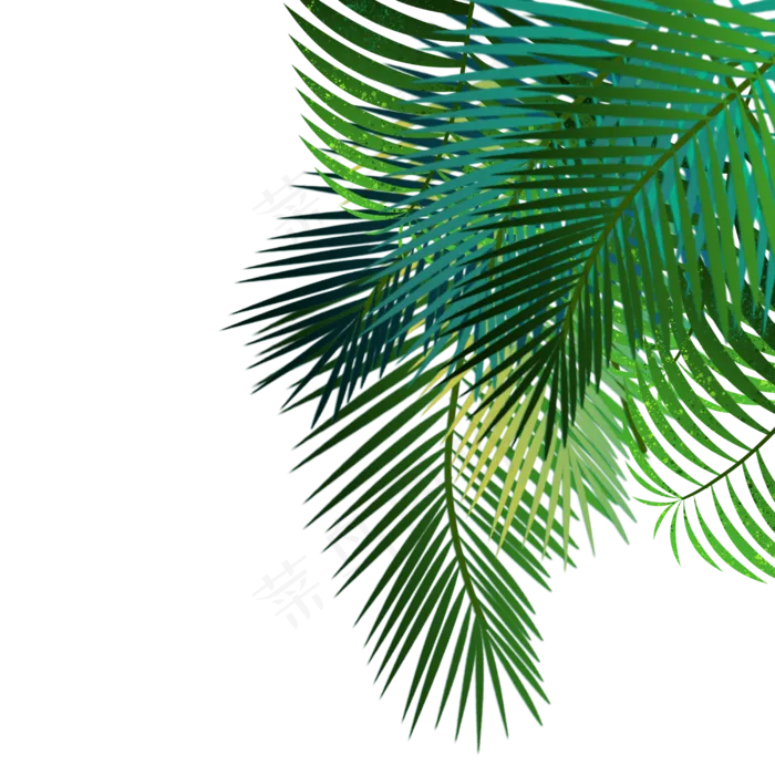 绿色棕榈叶,免抠元素(2500X2500(DPI:300))psd模版下载