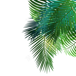 绿色棕榈叶,免抠元素
