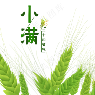 小满节气绿色小麦,免抠元素