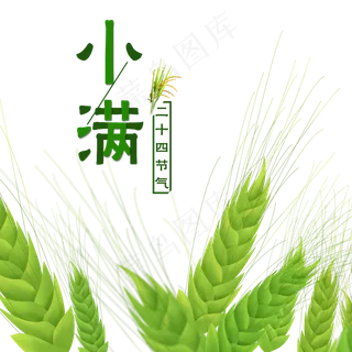 小满节气绿色小麦,免抠元素