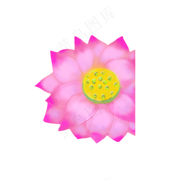 粉色绽放的荷花(1317X1379(DPI:300))psd模版下载