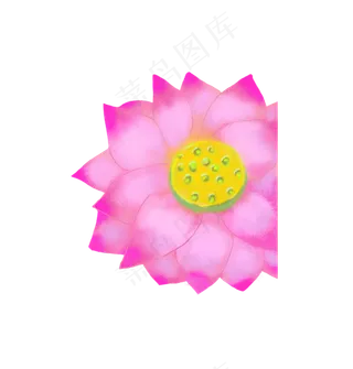 粉色绽放的荷花