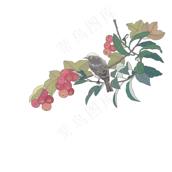 花鸟工笔红果春夏树枝麻雀PNG,免抠元素(4000*4000px 300 dpi )psd模版下载