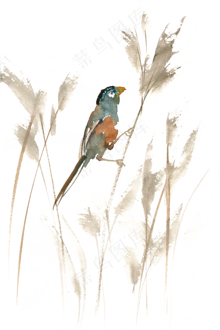 小鸟与芦苇水彩画PNG免抠素材(4724*7087px 300 dpi )psd模版下载