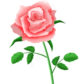 玫瑰免费素材