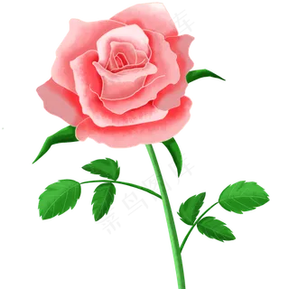 玫瑰免费素材
