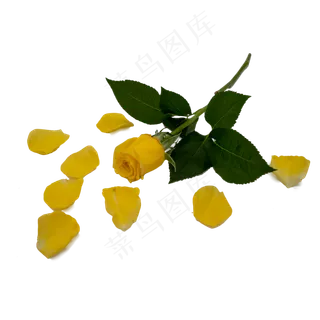 黄玫瑰花和绿叶