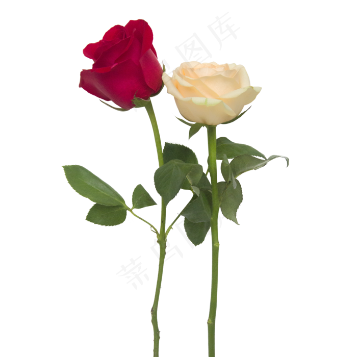 两色玫瑰花(2000*2000px 300 dpi )